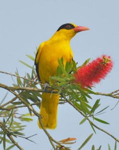 黑枕黃鸝指名亞種 黑枕黃鸝指名亞種