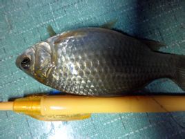 稀有麥穗魚 稀有麥穗魚