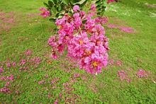 紫薇花[紫薇世界]