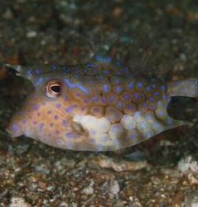 福氏角箱魨魚 福氏角箱魨魚