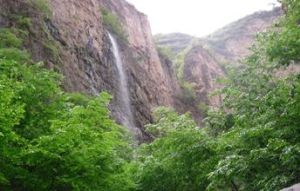 金線懸針 金線懸針