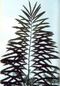 多羽叉葉蘇鐵 多羽叉葉蘇鐵