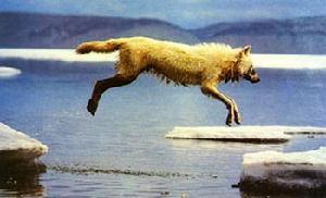 北極狼-極度深寒北極動物賞(4) 北極狼-極度深寒北極動物賞(4)