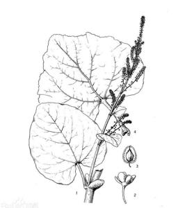 喜馬拉雅大黃 喜馬拉雅大黃