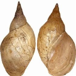 狹蘿蔔螺 狹蘿蔔螺