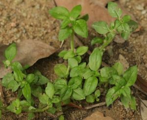二萼豐花草 二萼豐花草