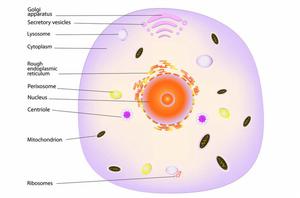 真核生物 真核生物
