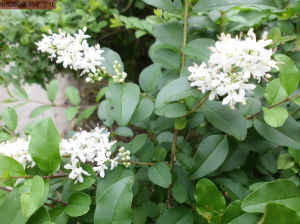 瑞麗荷包果 瑞麗荷包果