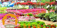三聖鄉花卉市場 三聖鄉花卉市場
