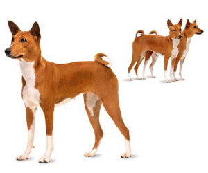 巴山基犬 巴山基犬