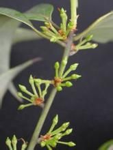 少脈木姜子 少脈木姜子