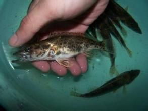 希臘西鯡 希臘西鯡