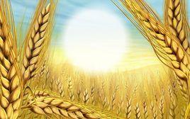 天佑[漢語詞語]