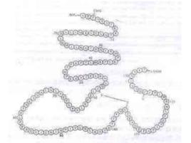 重組人白介素2 重組人白介素2