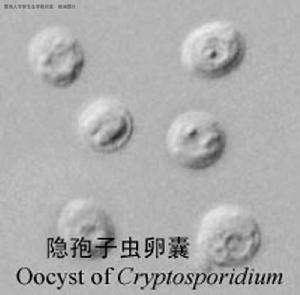 孢子蟲病 孢子蟲病