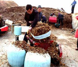 青儲玉米 青儲玉米