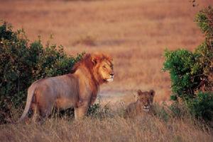 馬塞馬拉野生動物自然保護區
