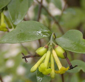 垂穗蕘花 垂穗蕘花