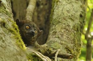 小齒鼬狐猴 小齒鼬狐猴