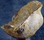 長身貝目 長身貝目