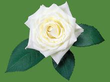 花語[用花表達的語言]