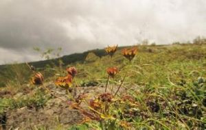 短苞金黃柴胡 短苞金黃柴胡