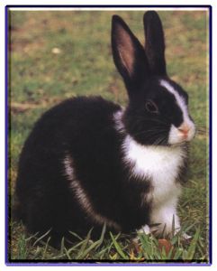 荷蘭兔