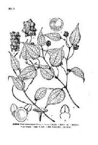 線梗胡椒 線梗胡椒