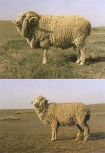 甘肅高山細毛羊 甘肅高山細毛羊