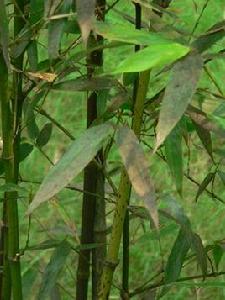 畫竹秘訣 畫竹秘訣