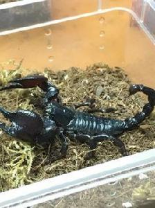 坦尚尼亞紅爪帝王蠍