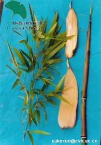 腎耳唐竹 腎耳唐竹