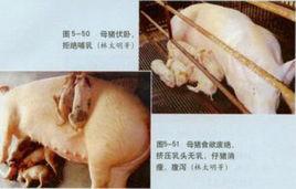 母豬無乳綜合症 母豬無乳綜合症