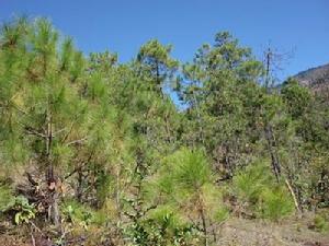 托吾甸村生態山林