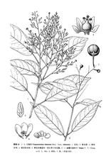 馮欽三寶木 馮欽三寶木