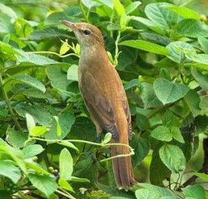 灰腹地鶯 灰腹地鶯