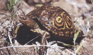 錦木紋龜 錦木紋龜