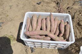 薯立方1號 薯立方1號