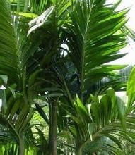 檳榔櫚 檳榔櫚