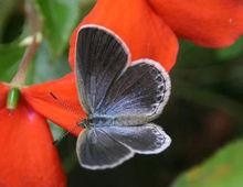 台灣黑燕蝶
