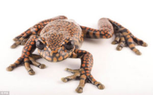 查爾斯王子青蛙 