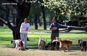 遛狗人帶著狗到公園