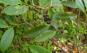 麻栗坡柃 麻栗坡柃