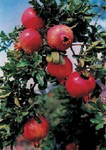 棗莊石榴 棗莊石榴