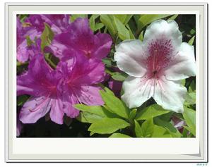 巨魁杜鵑 巨魁杜鵑