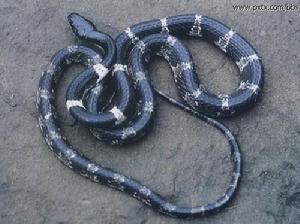 （圖）白環蛇
