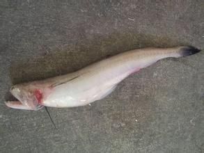 短頜南乳魚 短頜南乳魚