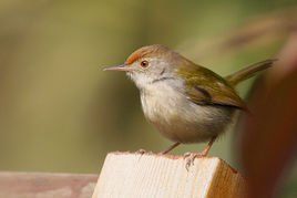 長尾縫葉鶯 長尾縫葉鶯