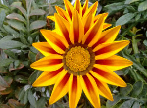 勳章菊屬 勳章菊屬