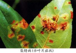 梨鏽病 梨鏽病